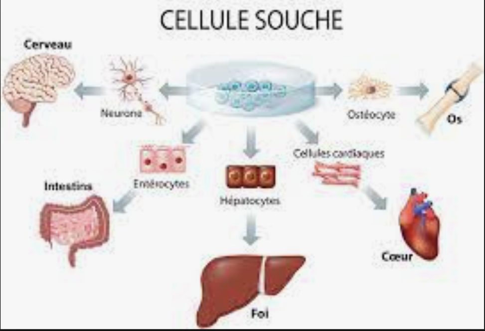 cellule_souche.jpg